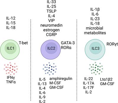“Just one word, plastic!”: Controversies and caveats in innate lymphoid cell plasticity